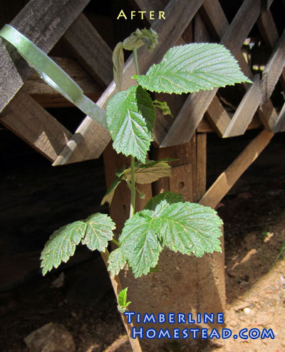 training-raspberries-on-lattice