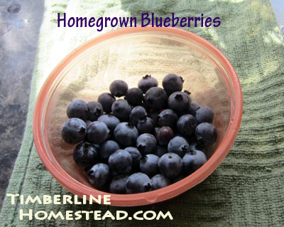 blueberry-harvest