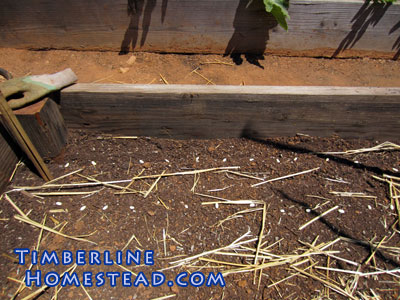 growing-beans-in-the-fall