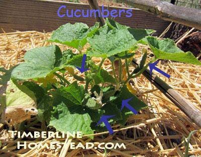 salad-cucumbers