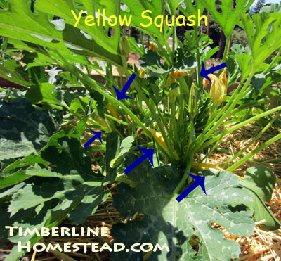 yellow-squash