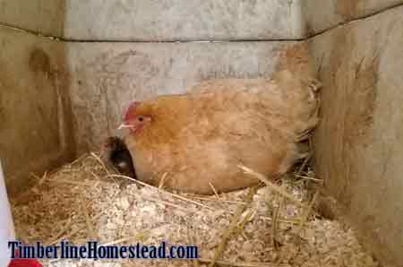 broody-hen-hatching-chicks