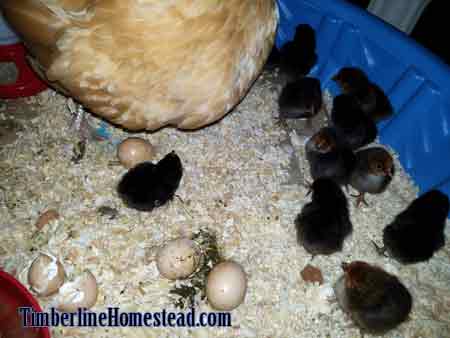 buff-orpington-black-australorp-cross