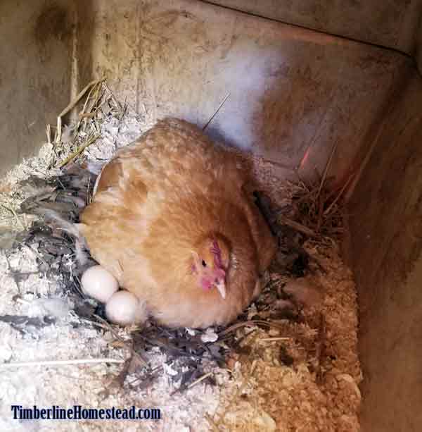 moving-a-broody-hen