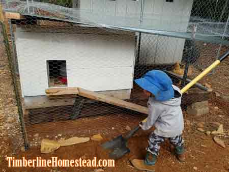 chicken-nursery-coop